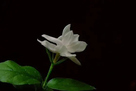 茉莉花花语不同颜色不同花语有哪些？