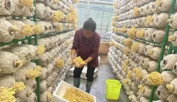 贵州石阡县：食用菌铺就“致富路” 助力产业振兴