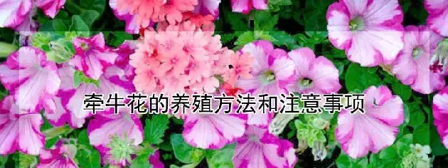 牵牛花的养殖方法和注意事项