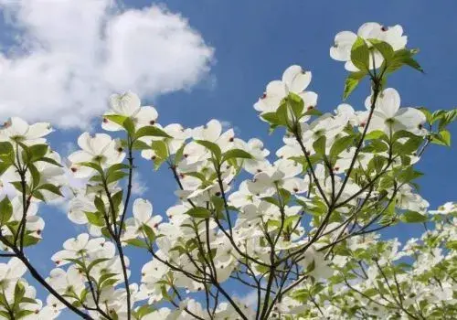 “山荔枝”四照花的种植技术和繁育办法；