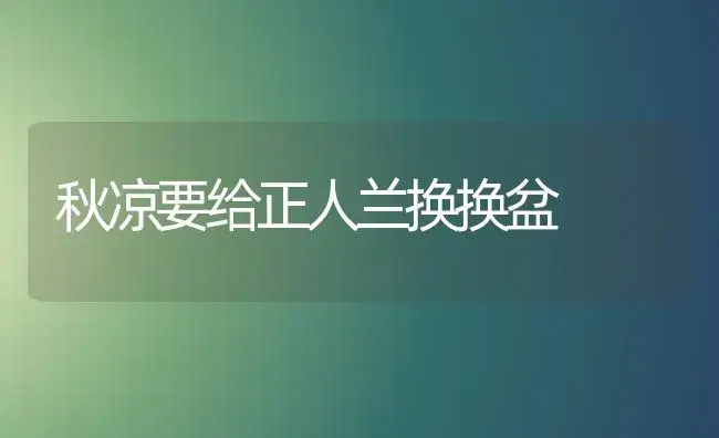 秋凉要给正人兰换换盆 | 家庭养花