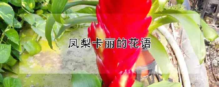 凤梨卡丽的花语