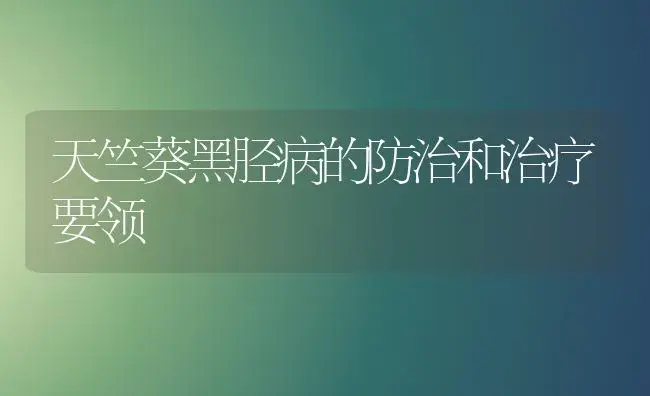 天竺葵黑胫病的防治和治疗要领 | 家庭养花