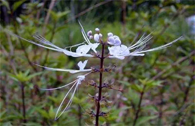 猫须草的栽培技术