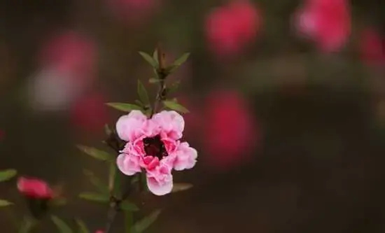 常见花卉及花语