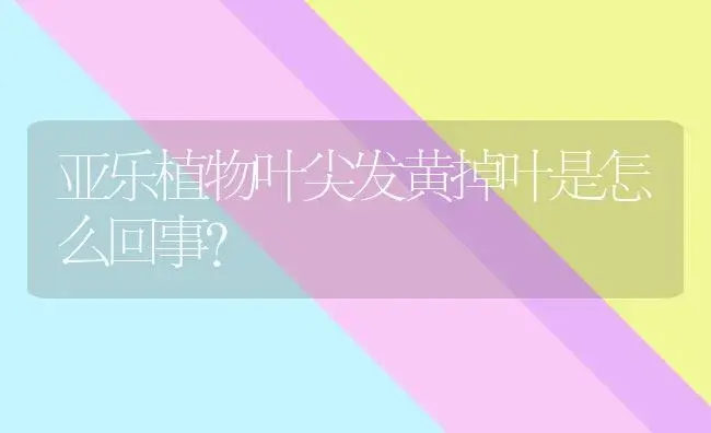 亚乐植物叶尖发黄掉叶是怎么回事？ | 多肉养殖