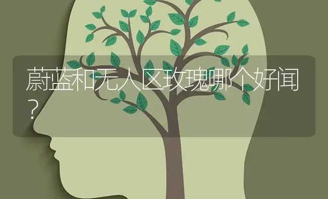 蔚蓝和无人区玫瑰哪个好闻？ | 绿植常识