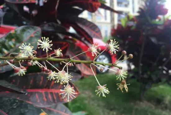 变叶木开花吗，变叶木什么时候开花/9月开花/花语变色龙