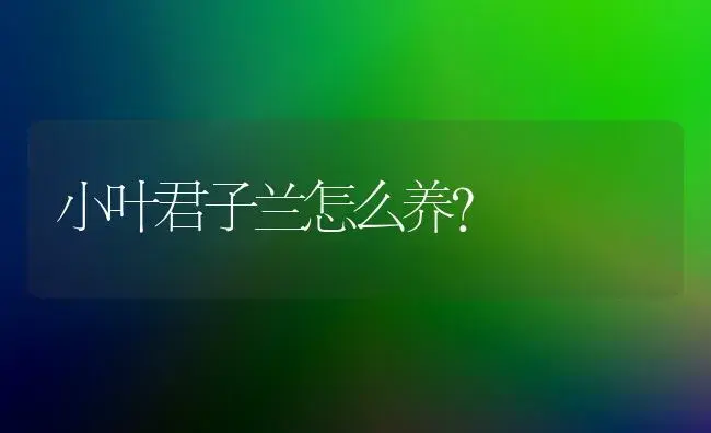 小叶君子兰怎么养？ | 绿植常识