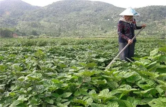 广藿香的栽培技术