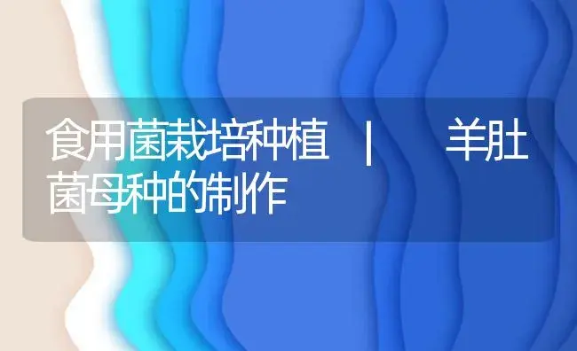 羊肚菌母种的制作 | 菌菇种植