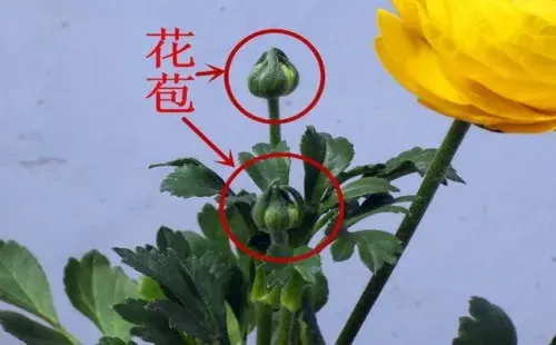 盆景养护管理 | 洋牡丹垂头怎么办