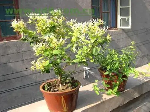 花卉果蔬盆景 | 金银花盆栽技术：盆栽金银花种植技术