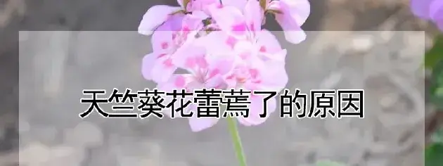 天竺葵花蕾蔫了的原因