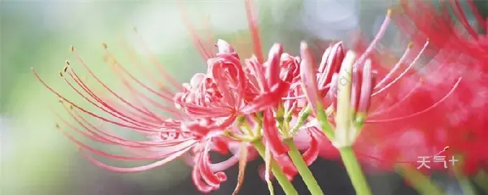 彼岸花花语 彼岸花的花语是什么