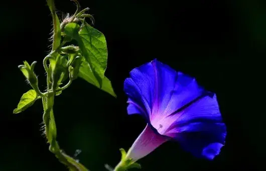 牵牛花秋天会死吗