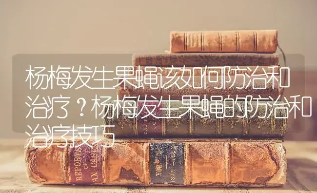 杨梅发生果蝇该如何防治和治疗？杨梅发生果蝇的防治和治疗技巧 | 果木种植