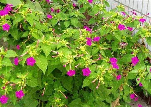 地雷花种子什么时候种 地雷花的花语和寓意象征