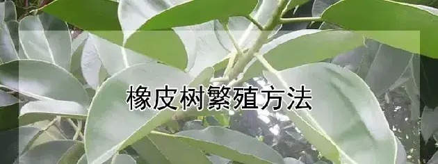 橡皮树繁殖方法