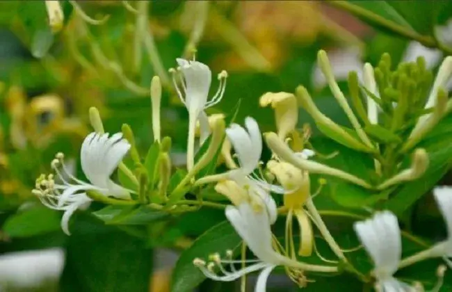 金银花矮化的对策