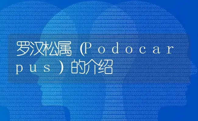 罗汉松属（Podocarpus）的介绍 | 特种种植