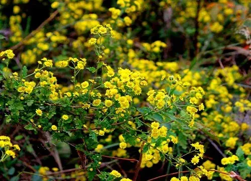 野菊花花语代表什么意思？