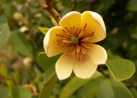 含笑花花语：庄重,纯洁