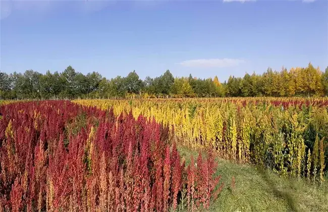 藜麦的繁育对策