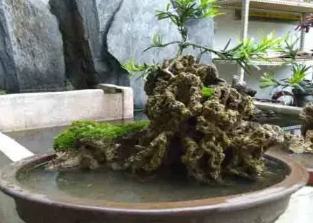 山水盆景 | 上水石怎么养植物