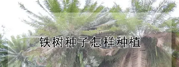 铁树种子怎样种植