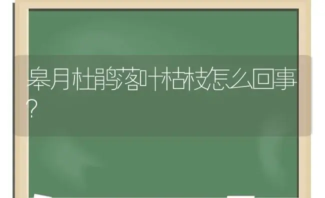 皋月杜鹃落叶枯枝怎么回事？ | 绿植常识