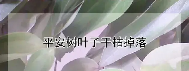 平安树叶子干枯掉落