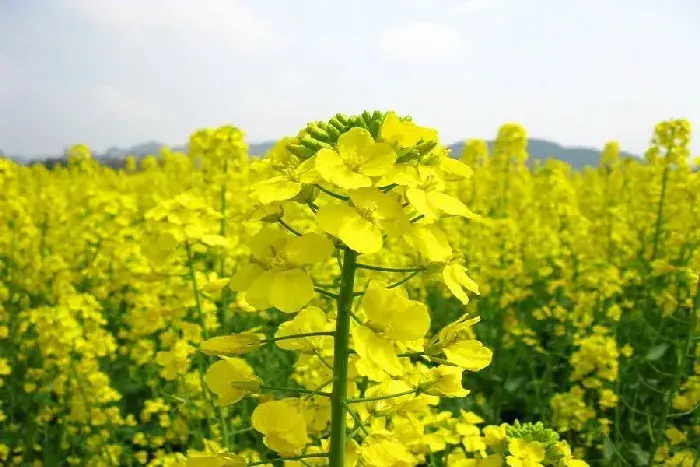 优质高产春油菜品种推荐