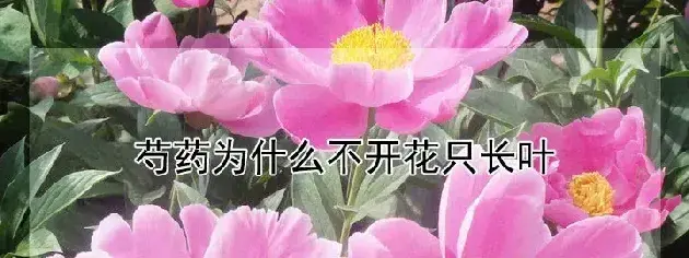 芍药为什么不开花只长叶