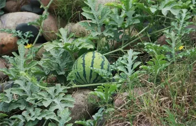 西瓜的施肥管理技术