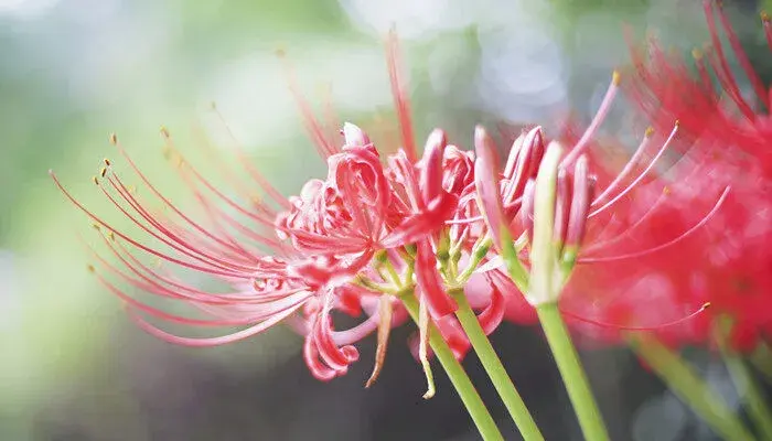 彼岸花的花语和寓意