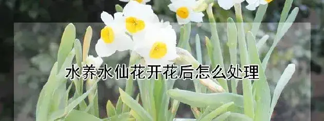 水养水仙花开花后怎么处理