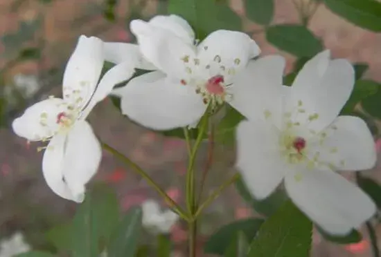 金樱子花语是什么，金樱子花语和传说/寓意你白云般芬芳