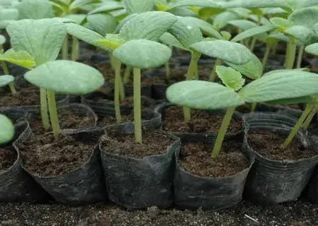 花卉果蔬盆景 | 盆栽水果型黄瓜栽培技术