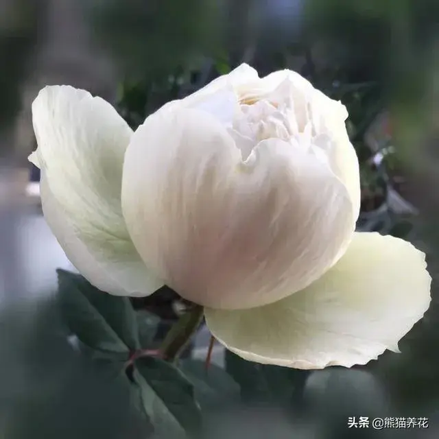 月季花代表什么？