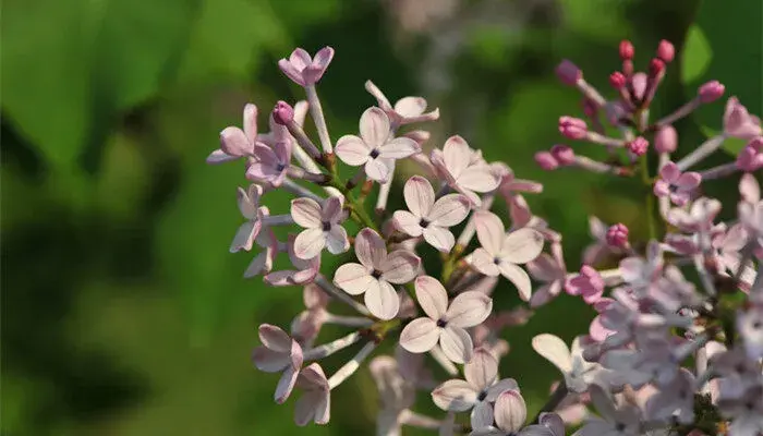 丁香花花语 丁香花花语寓意