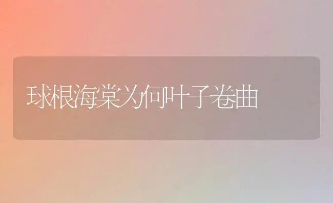 球根海棠为何叶子卷曲 | 家庭养花