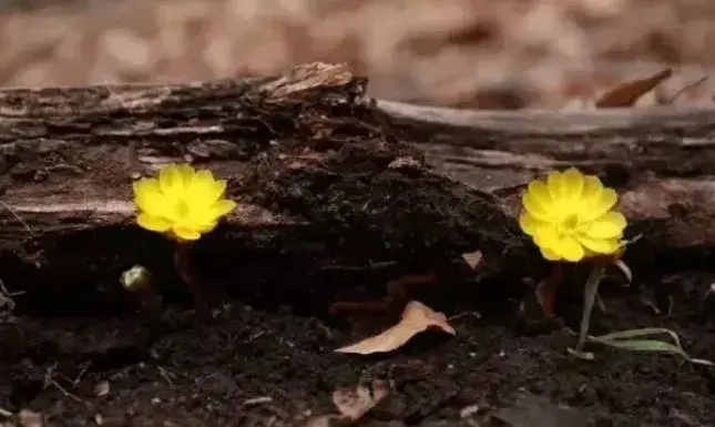 冰凌花怎么养！冰凌花的花语