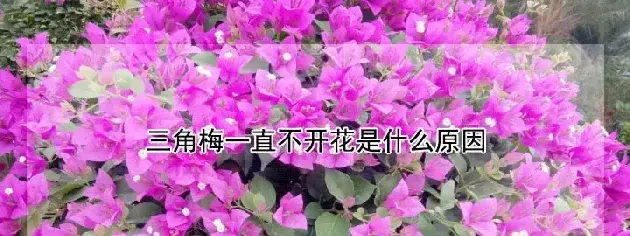 三角梅一直不开花是什么原因