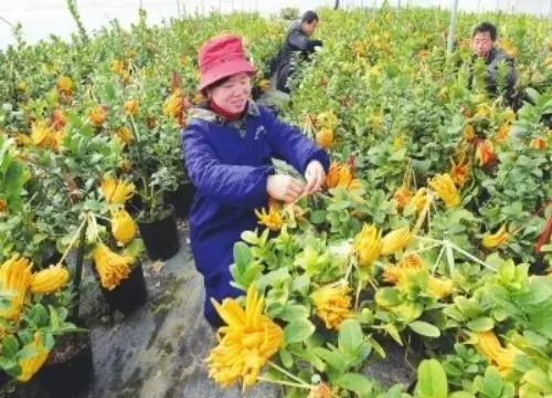 盆景知识 | 佛手的食用油价值