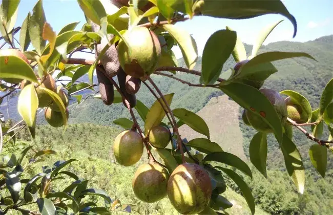 油茶树的栽培措施