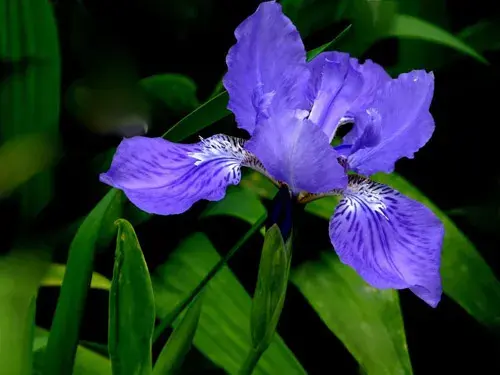 代表恋爱的花和花语(五)