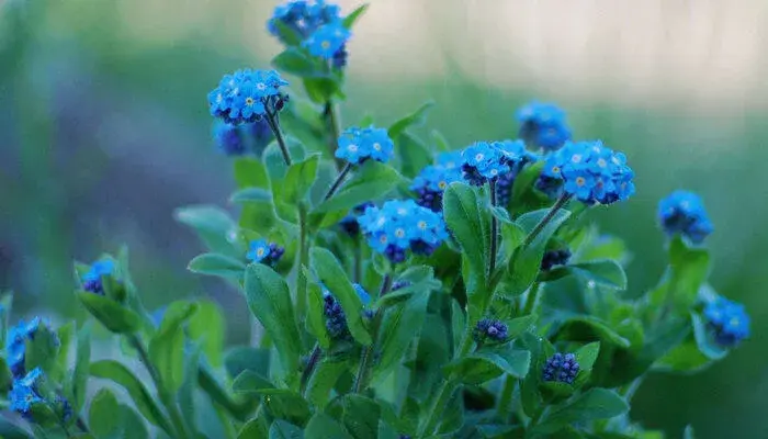 星辰花的花语和寓意