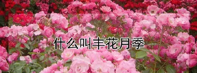 什么叫丰花月季