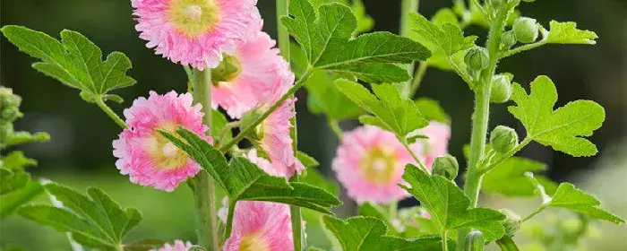 蜀葵花的花语和寓意 蜀葵的花语和寓意是什么